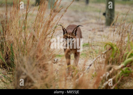 ( Caracal Caracal caracal) nel Drakenstein Lion Park, Klapmuts, Sud Africa. Foto Stock