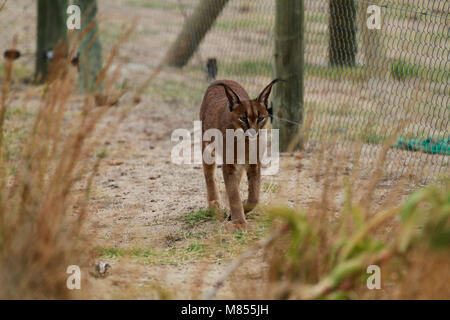 ( Caracal Caracal caracal) nel Drakenstein Lion Park, Klapmuts, Sud Africa. Foto Stock