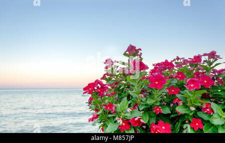 Gruppo di fiori colorati con il mare in background su un giorno di estate Foto Stock