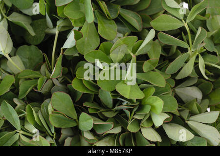 Fresh Fenugreek lascia (Trigonella foenum-graecum) Foto Stock