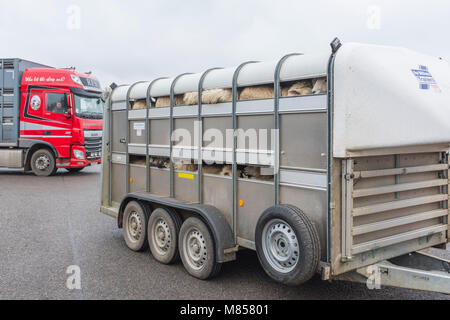 Il rimorchio che arrivano con pecore per essere scaricate a Melton Mowbray mercato del bestiame LEICESTERSHIRE REGNO UNITO Foto Stock