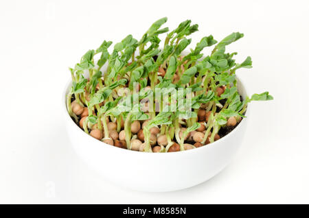 Neve microgreen pisello in porcellana bianca ciotola. Cotiledoni di Pisum sativum anche taccole e piselli di zucchero. Verde, giovani piante, piantine e i germogli. Foto Stock