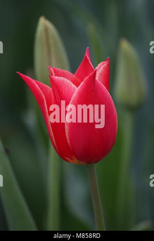 Red tulip con due blur chiuso fiorisce in background Foto Stock