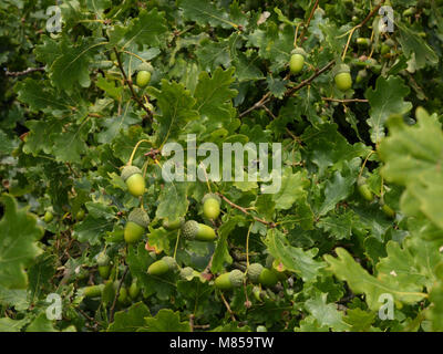 Farnia ghiande, Quercus robur Foto Stock