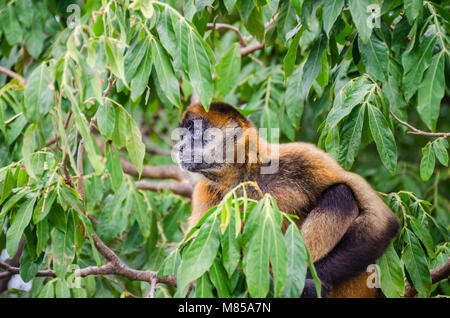 Geoffroy's spider monkey (Ateles geoffroyi ornatus), noto anche come il nero-consegnato spider Monkey, il più Grande Nuovo Mondo scimmie seduto su una struttura ad albero Foto Stock