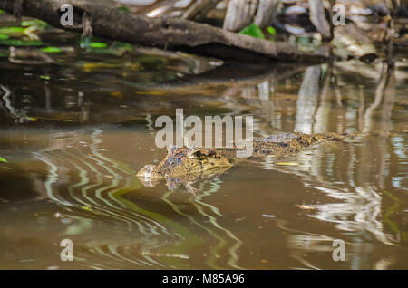 Caimano dagli occhiali (Caiman crocodilus), o bianco o caimano caimano comune in uno dei piccoli fiumi in Tortuguero in Costa Rica. Foto Stock