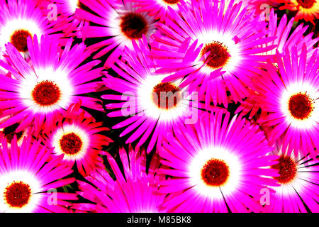 Mesembryanthemum (impianto di ghiaccio) crescente nella mia estate confine. Foto Stock