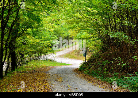 Un inizio autunno vista di una verdeggiante percorso di torsione in una foresta soleggiata in Alsazia, Francia Foto Stock