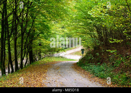 Un inizio autunno vista di una verdeggiante percorso di torsione in una foresta soleggiata in Alsazia, Francia Foto Stock