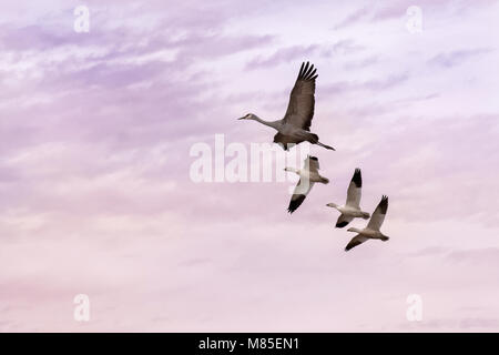 Sandhill gru e le oche delle nevi in volo, Whitewater Disegna area faunistica, Southeastern Arizona Foto Stock