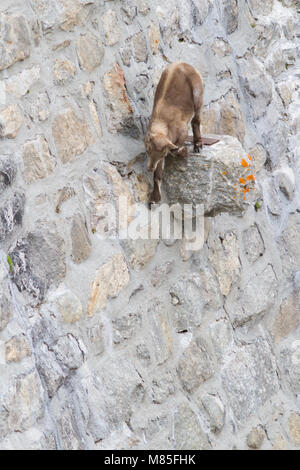Un cucciolo di stambecco (Capra ibex) è a piedi in un sub-verticale di parete della diga ed è in seguito alla sua mamma. Foto Stock