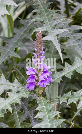 Acanto eminens fiori che crescono in un ambiente protetto. Foto Stock