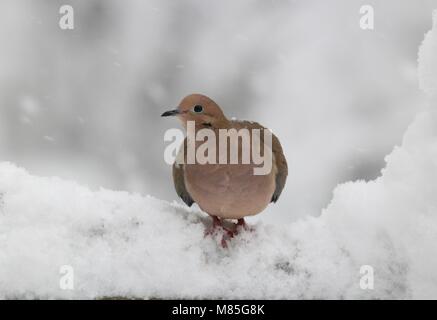 Un lutto colomba Zenaida macroura alla ricerca di cibo in un inverno tempesta di neve Foto Stock