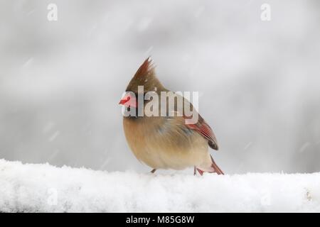 Una femmina di northern cardinale Cardinalis cardinalis appollaiate su neve durante una tempesta di neve Foto Stock