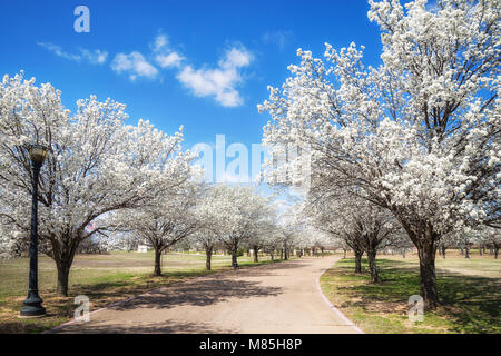 White Bradford peri fiorire lungo una strada del Texas molla. Giornata soleggiata con splendido cielo blu e nuvole bianche. Foto Stock