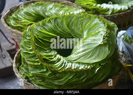 Fresco verde di betel foglie sono impilati in cesti di bambù e pronti per la vendita in mercati tradizionali Foto Stock