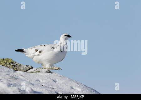 Pernice bianca, Lagopus mutus, maschio a piedi Foto Stock