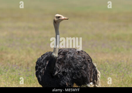 Lo struzzo o struzzo comune è di uno o due specie di grandi uccelli flightless nativa per l'Africa, il solo membro vivo del genere Struthio. Foto Stock