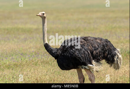 Lo struzzo o struzzo comune è di uno o due specie di grandi uccelli flightless nativa per l'Africa, il solo membro vivo del genere Struthio. Foto Stock