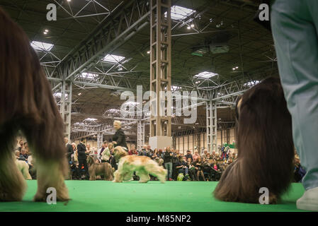 NEC di Birmingham, Inghilterra, Regno Unito. Il 9 marzo 2018. Nella foto: un segugio afghano è sfilavano davanti ai giudici. / Organizzato per la prima volta nel 1891, il Crufts è detto di essere Foto Stock