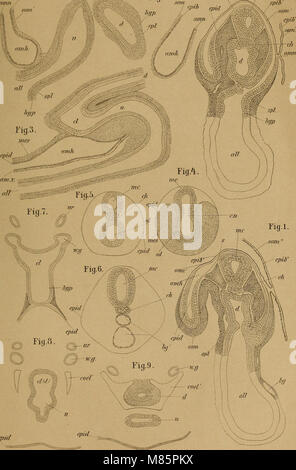 Il dott. H.G. Bronn's Klassen und Ordnungen des Thier-Reichs - wissenchaftlich dargestellt in Wort und Bild (1890) (14595695707) Foto Stock