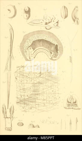 Il dott. H. G. Bronn's Klassen und Ordnungen des Thier-Reichs - wissenschaftlich dargestellt in Wort und Bild (1892) (20898376850) Foto Stock