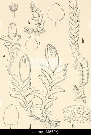 Il dott. L. Rabenhorst's Kryptogamen-Flora von Deutschland, Oesterreich und der Schweiz (1906) (21097846792) Foto Stock