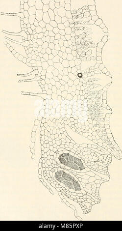 Il dott. L. Rabenhorst's Kryptogamen-Flora von Deutschland, Oesterreich und der Schweiz (1906) (21115403571) Foto Stock