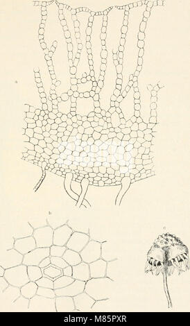 Il dott. L. Rabenhorst's Kryptogamen-Flora von Deutschland, Oesterreich und der Schweiz (1906) (21115447891) Foto Stock