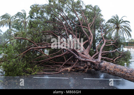 Tree crash sulla Croisette di Cannes Francia a causa di forte pioggia e vento - senza lesioni sono state notificate - inizio questo pomeriggio un grande albero di pino depositatisi proprio nei pressi di una zebra crossing in cannes croistte - le forze di polizia arriva sul posto subito dopo - après de forte pluieset le vent, Onu pin géant tombe sur le boulevard de la Croisette - Francia côte d'azur cannes © Frédéric Beaumont Foto Stock