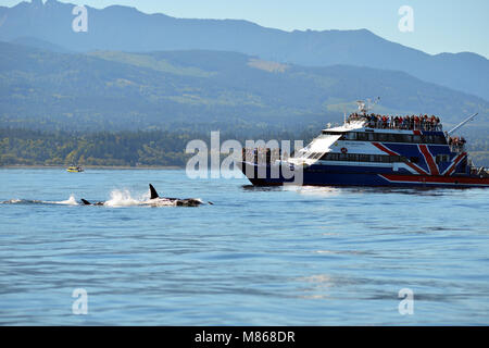 Whale watching al largo della costa della isola di Vancouver, British Columbia, Canada.un pranzo barca si avvicina a Biggs orche Foto Stock