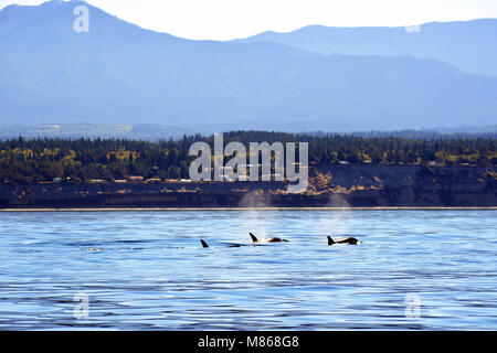 Whale watching al largo delle coste del Canada Foto Stock