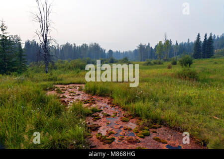Wildnerness canadese nel Grey Park,, British Columbia, Canada. Foto Stock