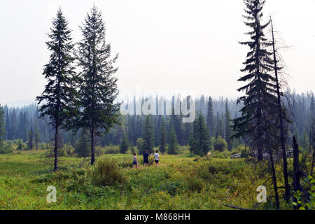 Wildnerness canadese nel Grey Park,, British Columbia, Canada. Foto Stock