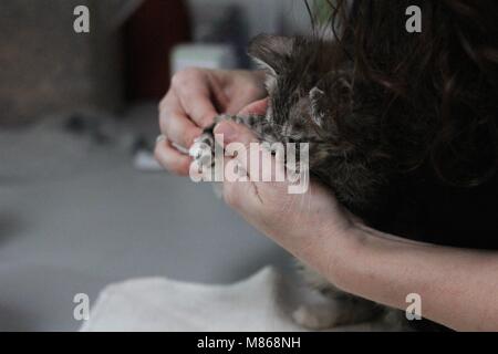 Un gattino è curato da un veterinario Foto Stock