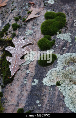 Foglie di quercia e licheni sulla roccia dopo la pioggia Foto Stock