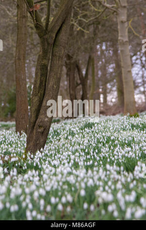 Snowdrops (Galanthus nivalis) nel bosco Foto Stock