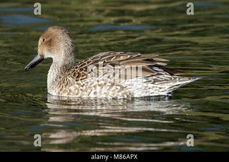 Femmina Pintail settentrionale (Anas acuta acuta) Foto Stock