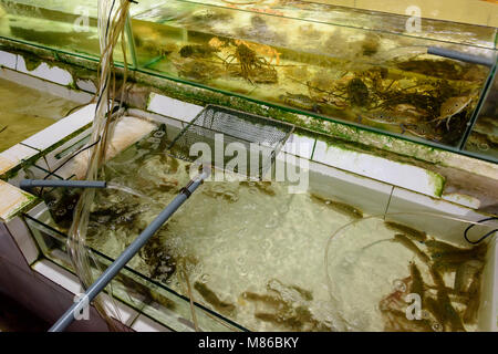 Pesce e aragoste in serbatoi presso un ristorante di pesce in Hoi An, Vietnam Foto Stock