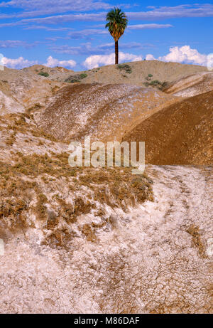 Una Palma, Anza-Borrego Desert State Park, San Diego County, California Foto Stock