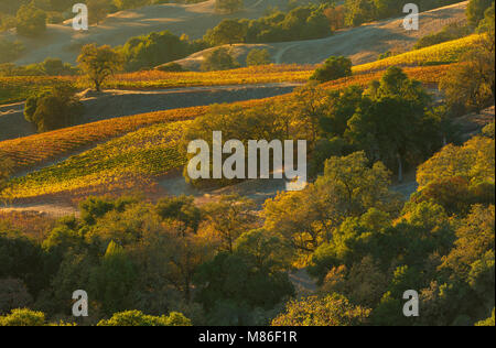 Sunset, vigneti, Yorkville, Mendocino County, California Foto Stock