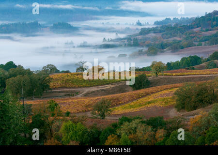 Alba, il sollevamento di nebbia, Marietta vigneti, Yorkville Highlands, Mendocino County, California Foto Stock