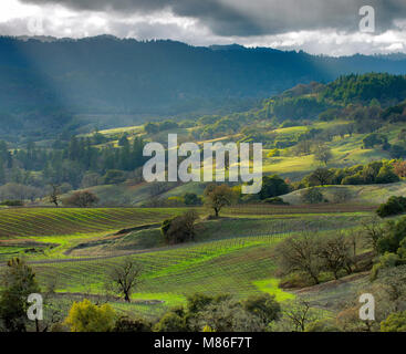 Marietta vigneti, Yorkville Highlands, Mendocino County, California Foto Stock