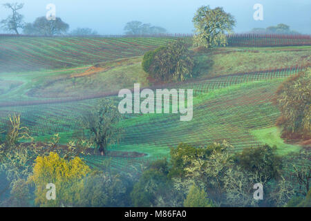 Sollevamento di nebbia, Marietta vigneti, Yorkville Highlands, Mendocino County, California Foto Stock