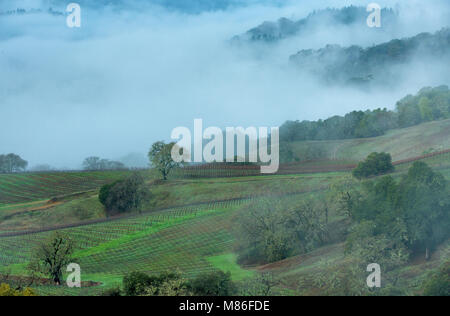 Cancellazione di pioggia, Marietta vigneti, Yorkville Highlands, Mendocino County, California.psd Foto Stock