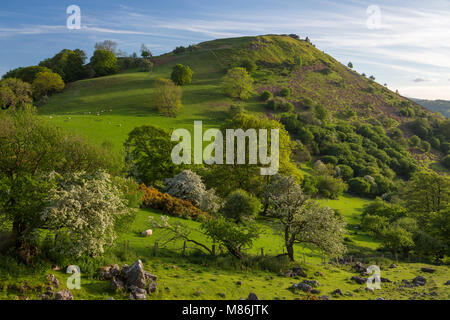 Rovine del Castello di crusca di dinas sulla cima di una collina vicino a Llangollen, Galles insieme nella laminazione di pascolo in primavera con alberi in fiore Foto Stock