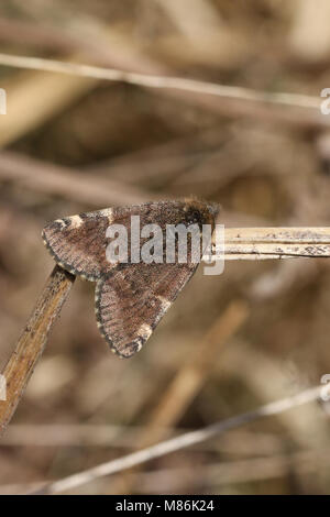 Un bel colore arancione Underwing Moth ( Archiearis parthenias) arroccato su un impianto di stelo. Foto Stock