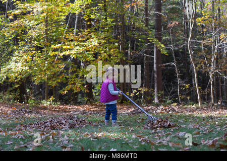 Il Toddler girl learning per rastrellare foglie su un freddo giorno di autunno nel Maine Foto Stock