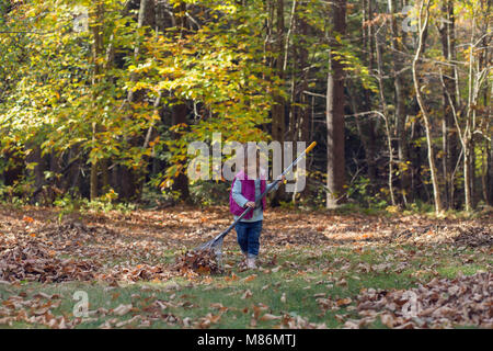 Il Toddler girl learning per rastrellare foglie su un freddo giorno di autunno nel Maine Foto Stock