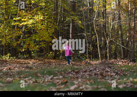 Il Toddler girl learning per rastrellare foglie su un freddo giorno di autunno nel Maine Foto Stock